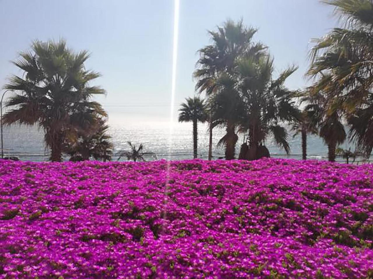 Playa Paraiso Resort Concón エクステリア 写真